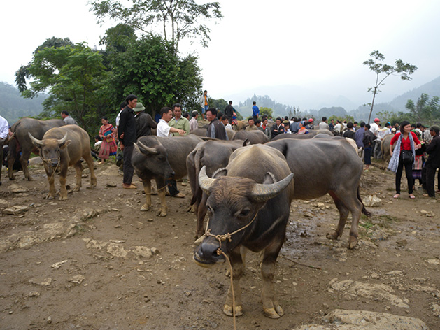 sunday-market-10